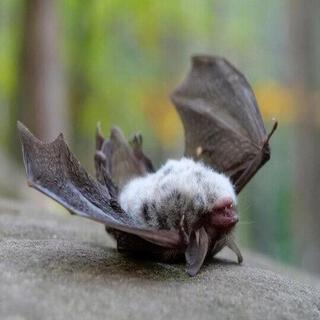 DEAD BAT