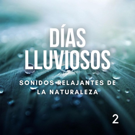 Bosque de tormentas de lluvia para dormir y relajarse | Boomplay Music