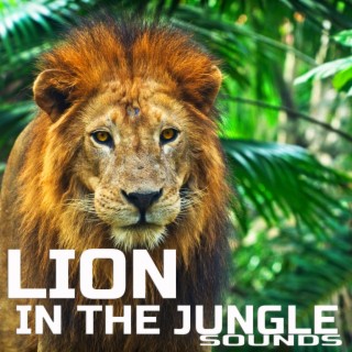 Lion In The Jungle Sounds