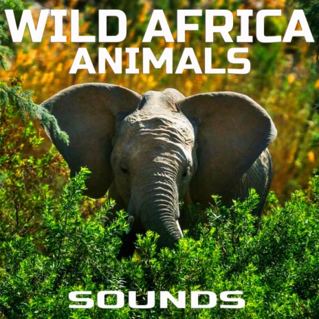 Wild African Elephants ft. Animal Planet FX, Animal Planet Soundscapes, Animals Life Sounds, Animals Nature Sounds & Wild Africa Animals Sounds