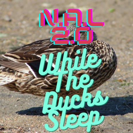 While The Ducks Sleep (Original Edit) | Boomplay Music