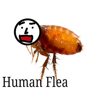 Human Flea