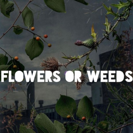 Flowers or Weeds | Boomplay Music
