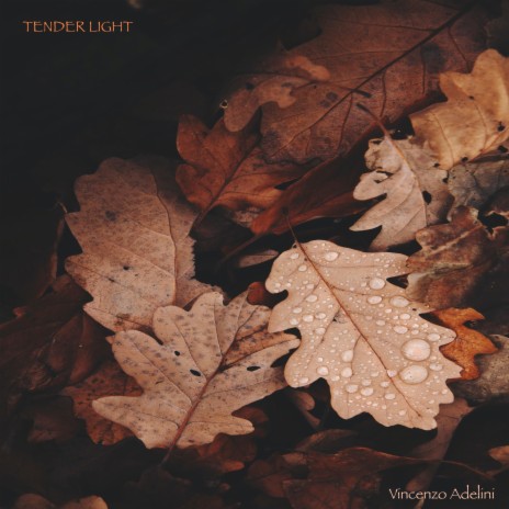 Tender Light | Boomplay Music