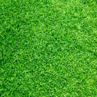 GRASS