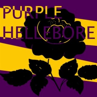 Purple Hellebore