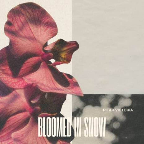 Bloomed in Snow | Boomplay Music