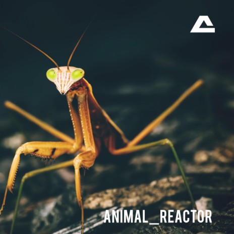 ANIMAL_REACTOR | Boomplay Music