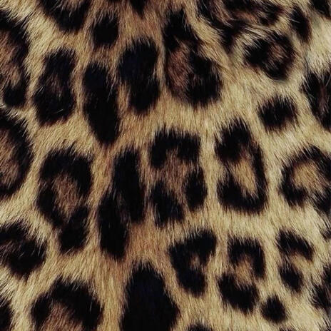 leopard | Boomplay Music