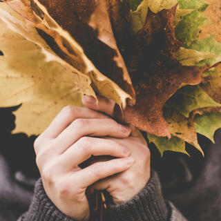 Autumnal leaf