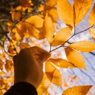 Sunny Day in Fall