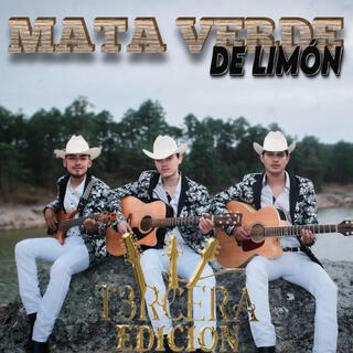 Mata verde de limon