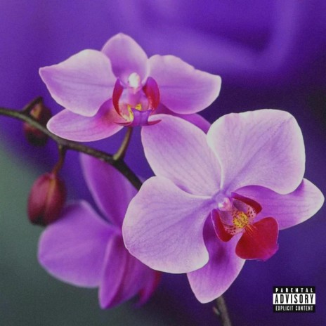 ORCHIDEEN HERBSTWIND | Boomplay Music