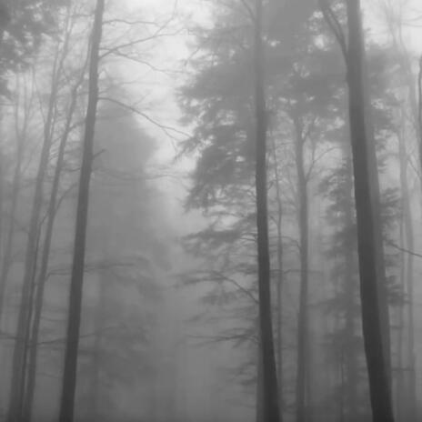 Forest of shadows | Boomplay Music