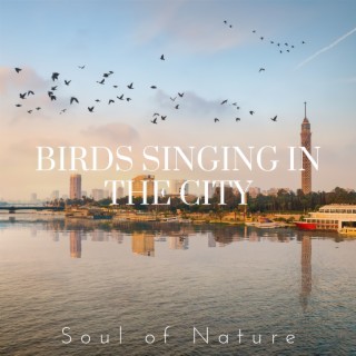 Birds Singing in the City