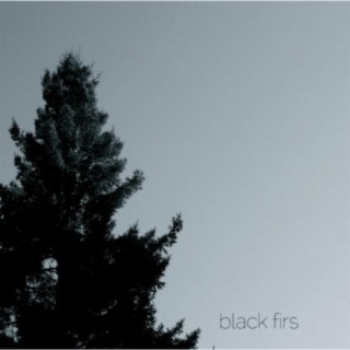 Black Firs
