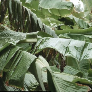 Rain on The Banana Trees