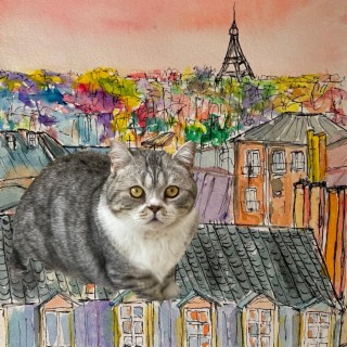 grey cat in paris