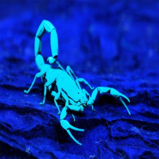 scorpion lyrics | Boomplay Music