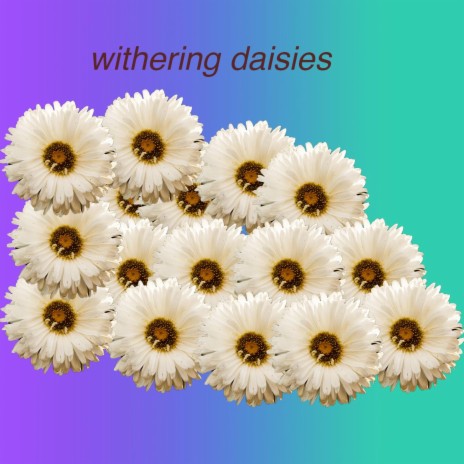 withering daisies | Boomplay Music