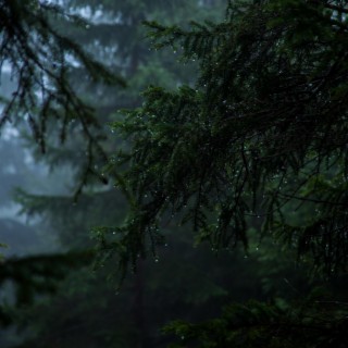 Forest Rain (No Thunder)