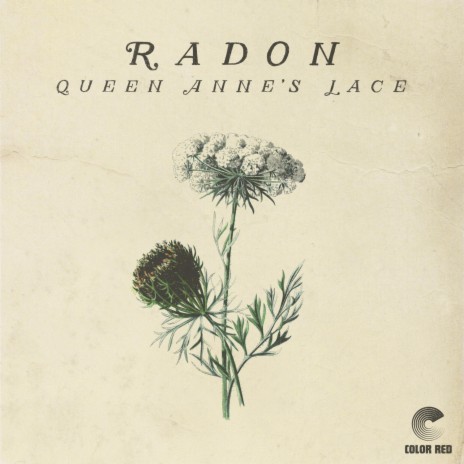 Queen Anne's Lace | Boomplay Music