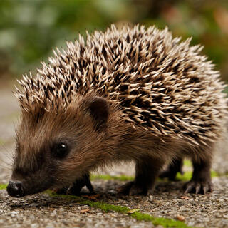 Prickly Hedgehog lyrics | Boomplay Music