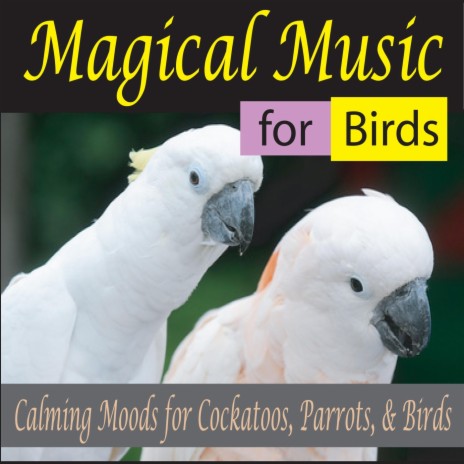 Pachelbel's Canon for Cockatiels