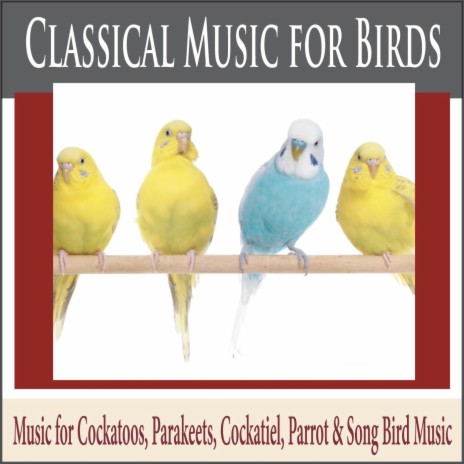 Air On the G String (Music for Birds) | Boomplay Music