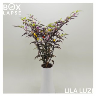 LILA LUZI (Original Video Soundtrack)