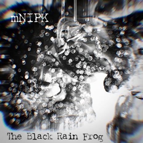The Black Rain Frog | Boomplay Music