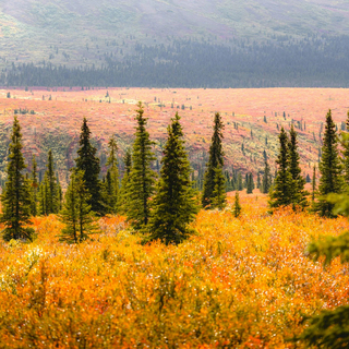 Gleeful october tunes