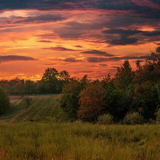 Evening Mist Serenity