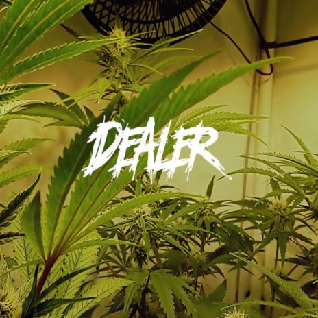 Dealer ft. Trizzy | Boomplay Music