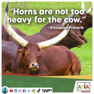 A Horse Has Four Legs Yet It Falls | African Proverbs | AFIAPodcast