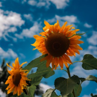 What I Should Do About Sunflowers