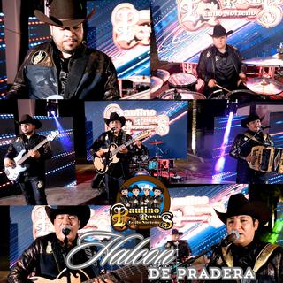 Halcon De Pradera (En Vivo)