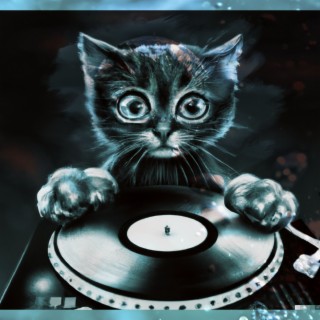 EDM For Cats