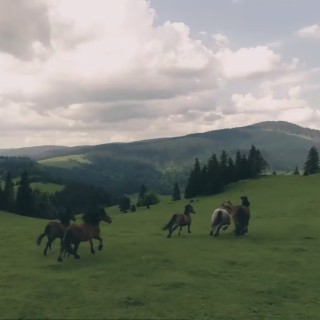 Horse Test in Spring Suburb