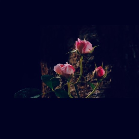 A Rose | Boomplay Music