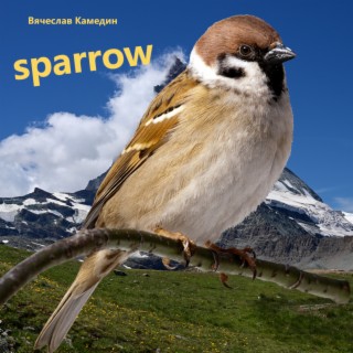 Sparrow