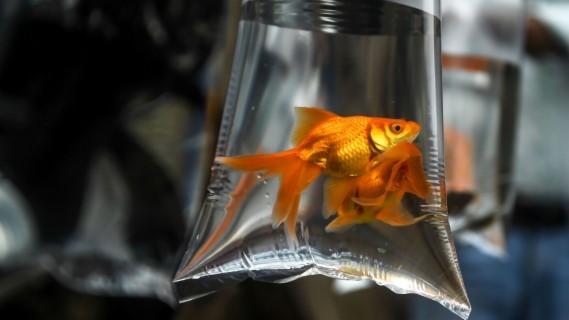 You asked for coupons, Delaware, and the truth about goldfish