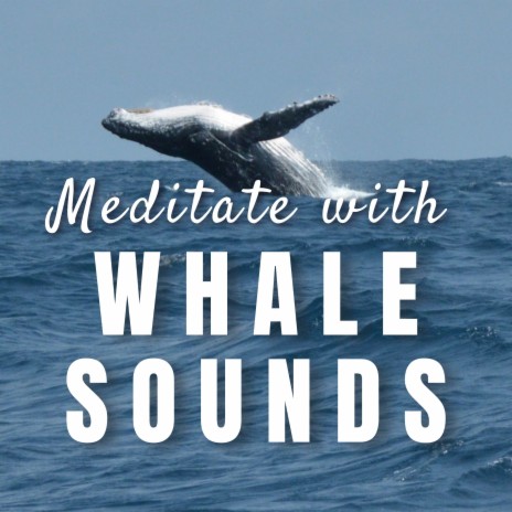 Sleep Whale Sounds | Boomplay Music