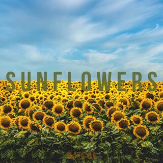 Sunflowers lyrics | Boomplay Music