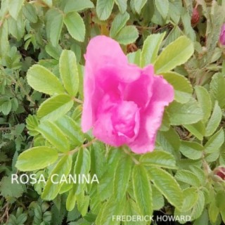 Rosa Canina