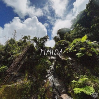 timida lyrics | Boomplay Music