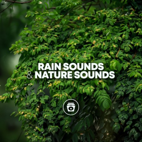 Forest Rain | Boomplay Music