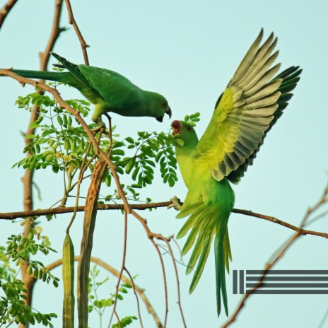 Forest Bird ft. Sounds of Nature Zone & Forest Sounds | Boomplay Music