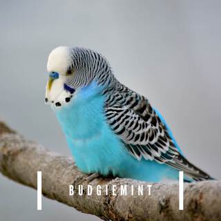 Blue Budgie EP