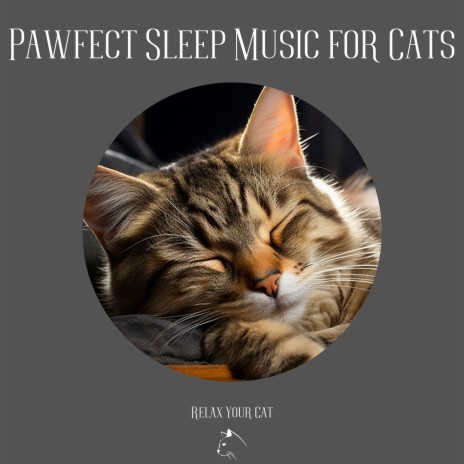 Cat Music | Boomplay Music